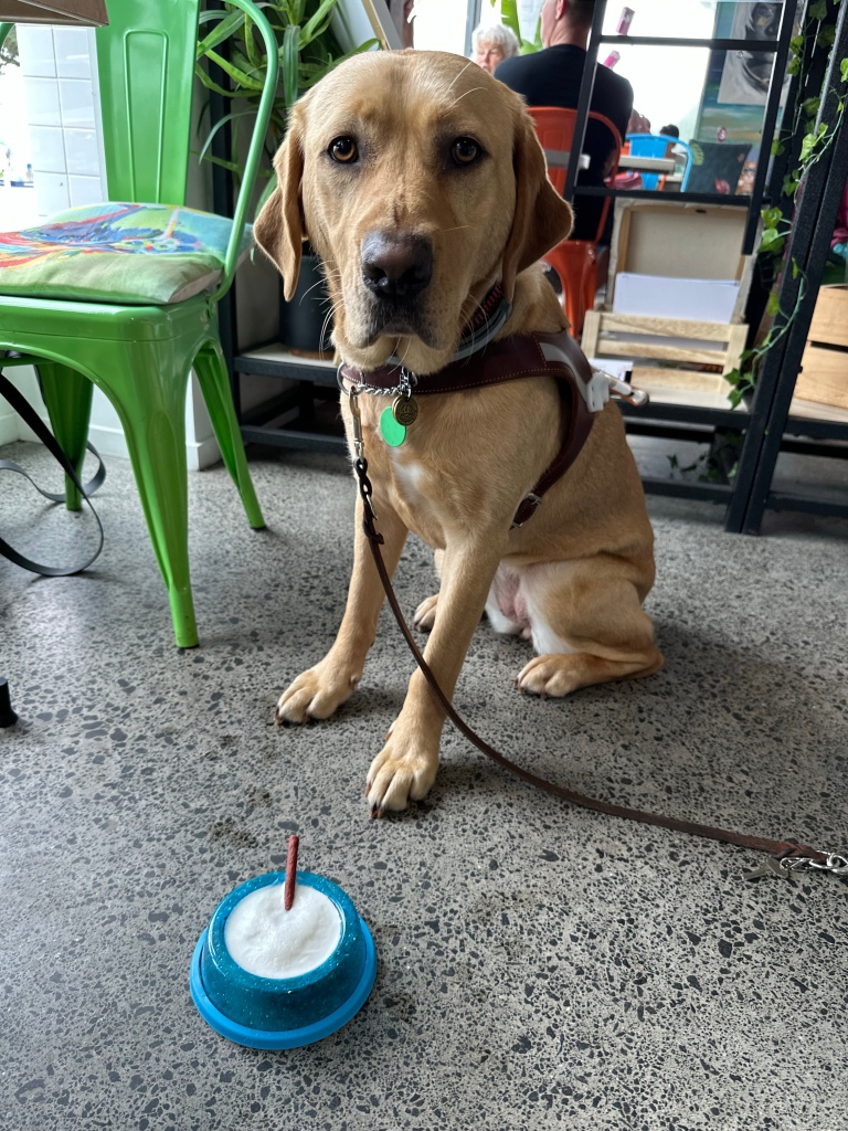 A golden lab guide dog with a small bowl containing a pupachino and treat in front of her.  Waiting for her release command.