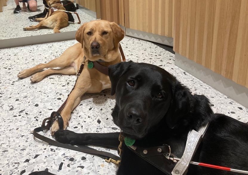 Golden lab and black lab in guide dog harnesses waiting patiently.