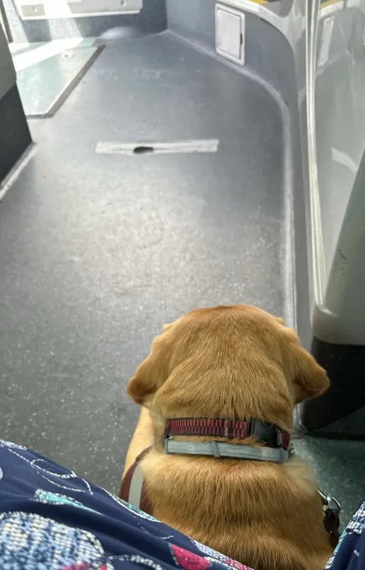 Back of the head looking forward of golden labrador guide dog on bus.